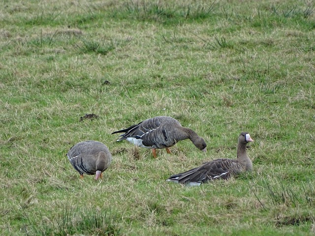 理想解药 理想解药